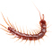 Centipedes / Millipedes