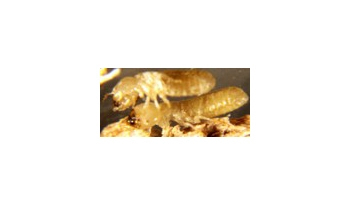 Drywood Termites